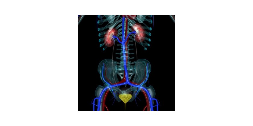 The Female Urinary System: